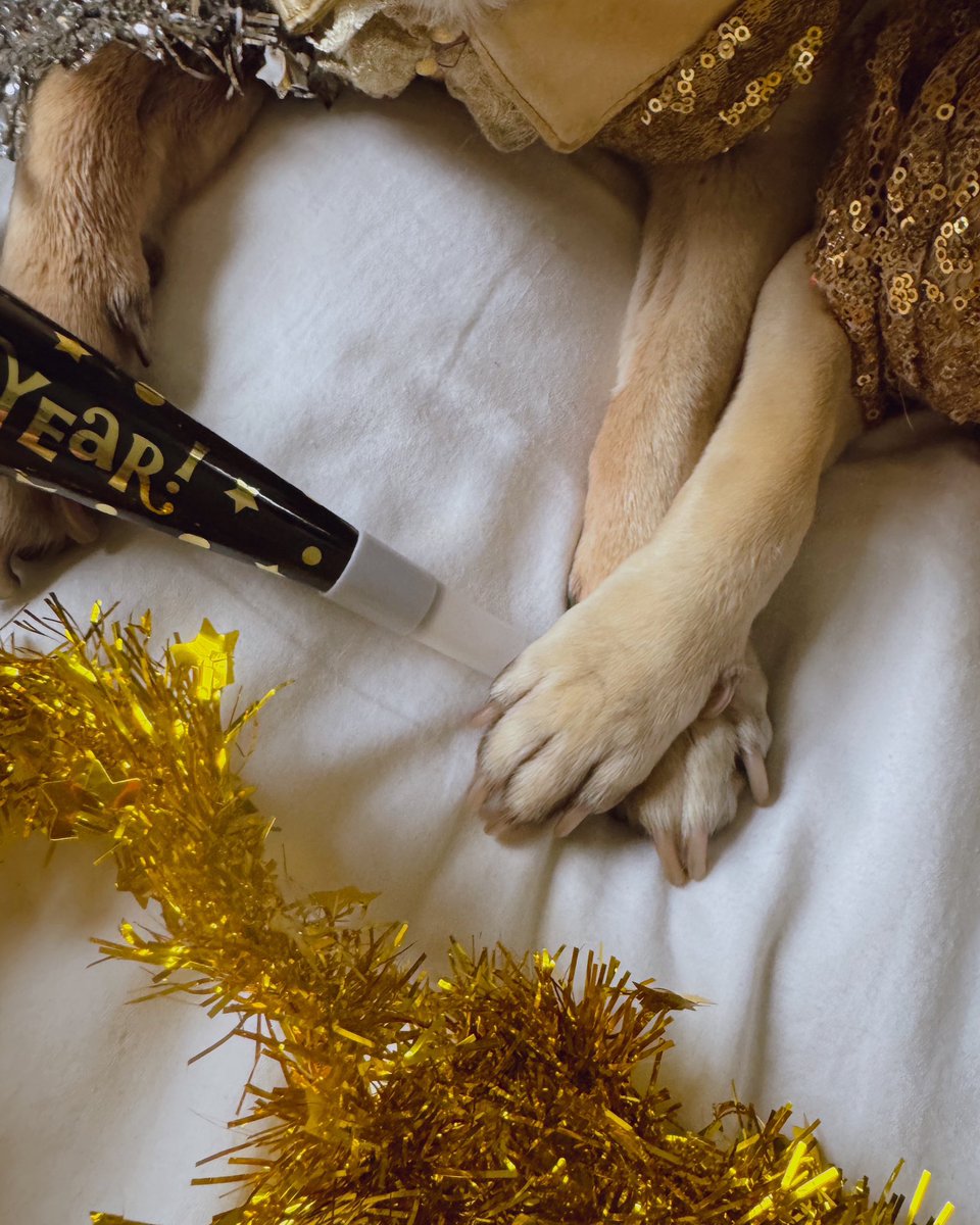 Doug The Pug tweet media