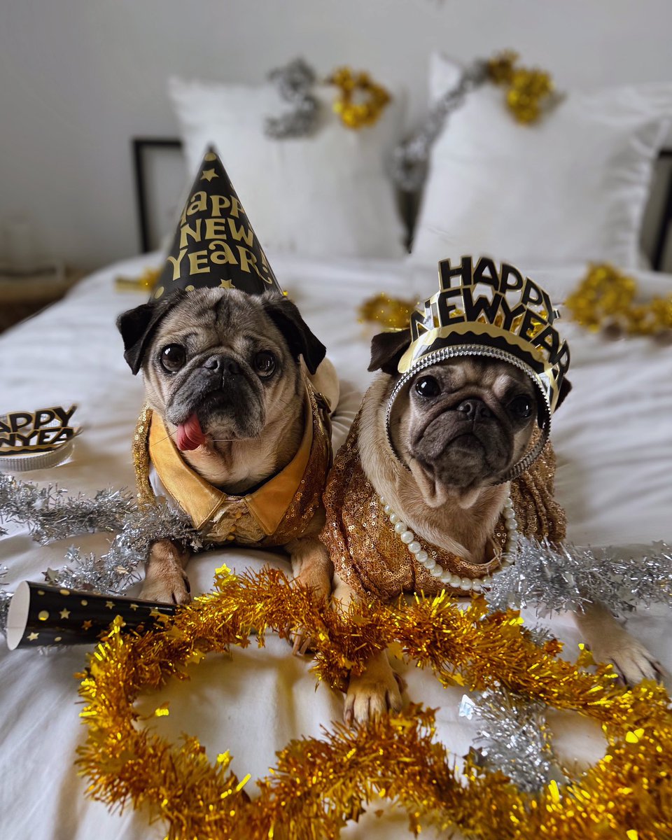 Doug The Pug tweet media