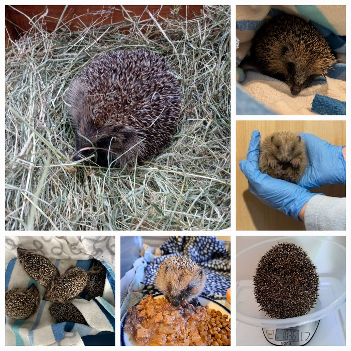 CaerphillyHog's tweet photo. We'd like to take this opportunity to wish all our supporters &amp; followers a Happy New Year!  

We admitted 309 hedgehogs in 2024, that's 59 more than in 2023.  We couldn't do it without your donations &amp; support, so thank you. 

Here's to 2025!  🦔❤️

#HappyNewYear2025
#hedgehog https://t.co/mrcvwKYX8j