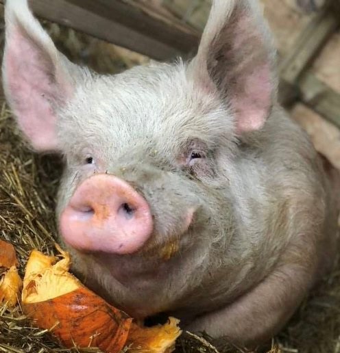 RathboneKim's tweet image. Pigoneer Pig Of The Day Fern! 
Fern has a smile that could brighten up any day. She is happy, loved and cared for @BTWsanctuary
Gone are the dark days of despair. 
Join the Pigoneers help support her &amp;amp; the other 99 rescue pigs. Only £2.50/$3.50 a month⬇️  globalvegancrowdfunder.org/pigoneer-2000-…