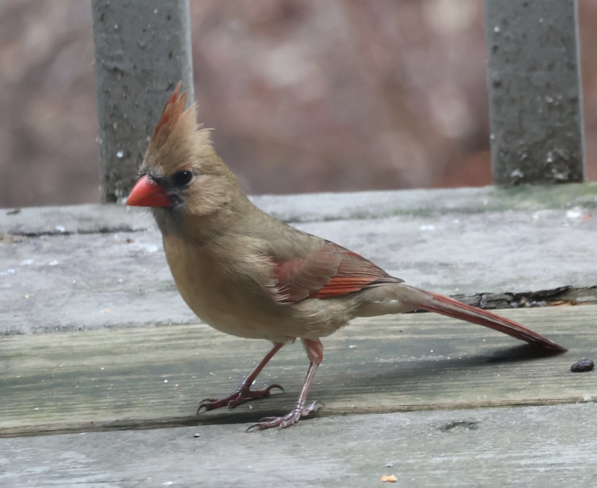 roedell_pewter3's tweet photo. First of the year #birds - #FemaleNorthernCardinal, #FemaleHouseFinch and #WhitebreastedNuthatch. https://t.co/zSOzU5zLTh