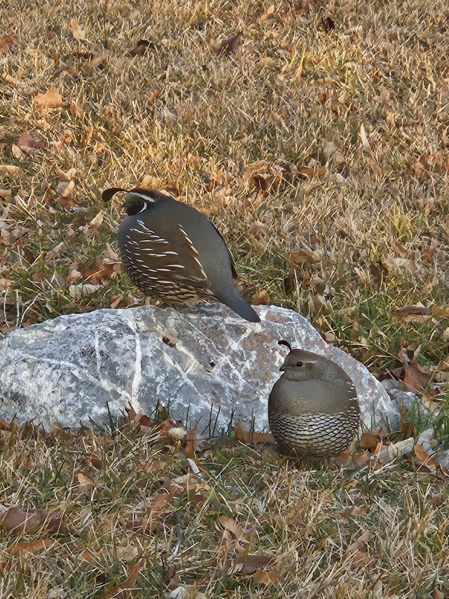 equine__dentist's tweet image. oh to be a fat quail lounging on a rock in the park