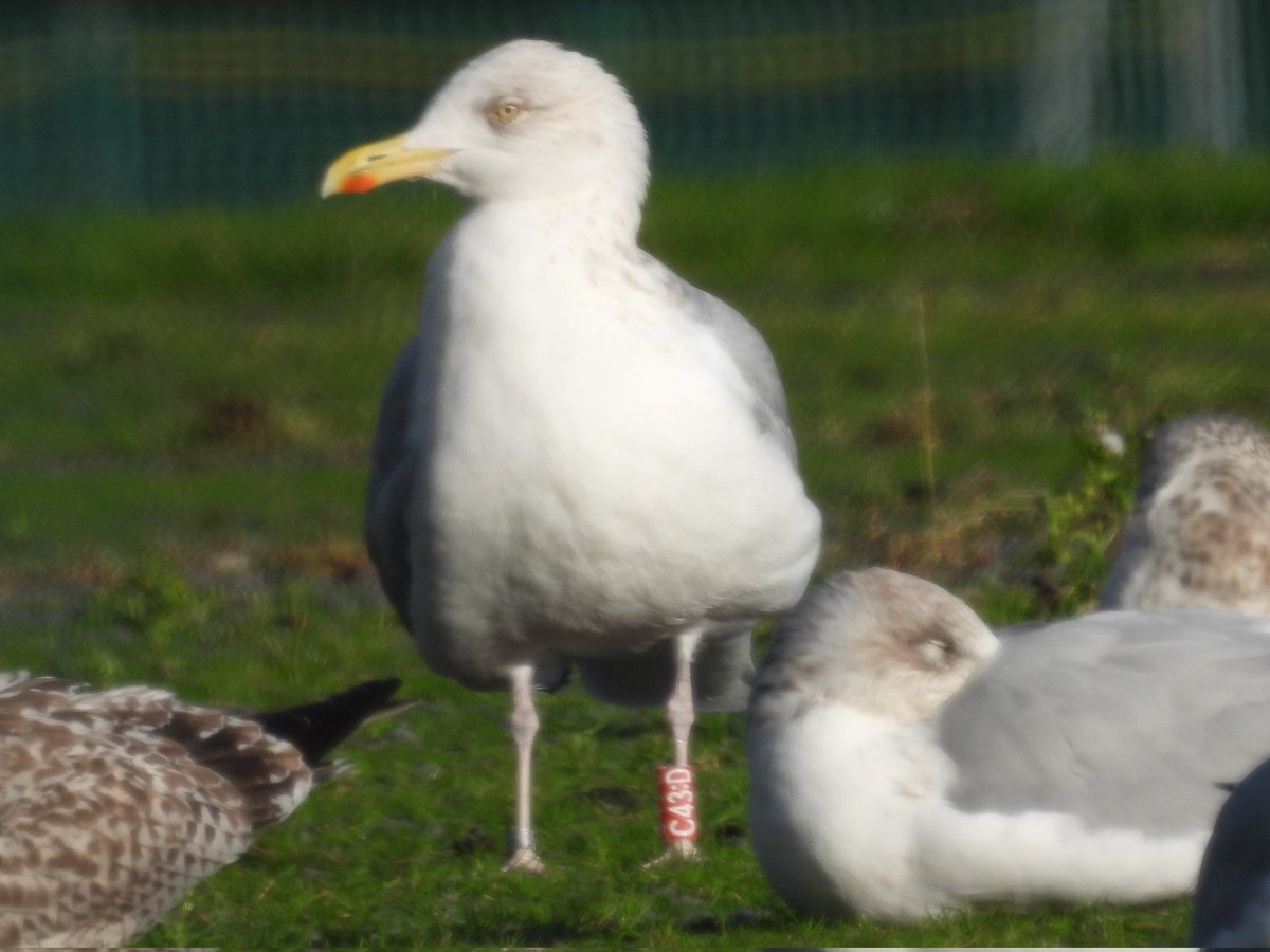 Ringing in the new year! Only 3 Gull rings read locally today, but sighting always coming in from everywhere. Happy New Year and thank you to all the ringers and observers. 🎉