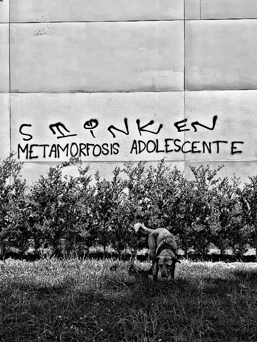 stinkfishstink's tweet image. 🐕 25
#orinandoesquinas 
#stinkfish #Rayas