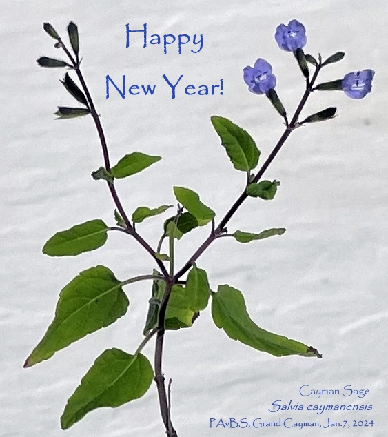 Caymannature's tweet photo. Cayman Sage - Salvia caymanensis - Grand Cayman endemic. https://t.co/RYam5cU3Ep