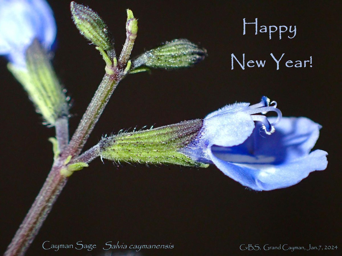 Caymannature's tweet photo. Cayman Sage - Salvia caymanensis - Grand Cayman endemic. https://t.co/RYam5cU3Ep