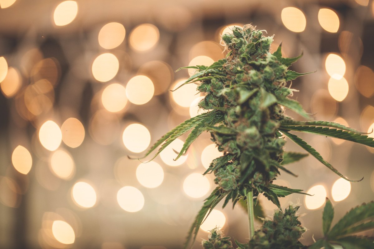 Wishing You a Bountiful, Prosperous, Happy New Year!
From All of Us at Ganjier.

#ganjier #certifiedganjier #cannabiseducation #happynewyear #newyear #2025 ganjier.com