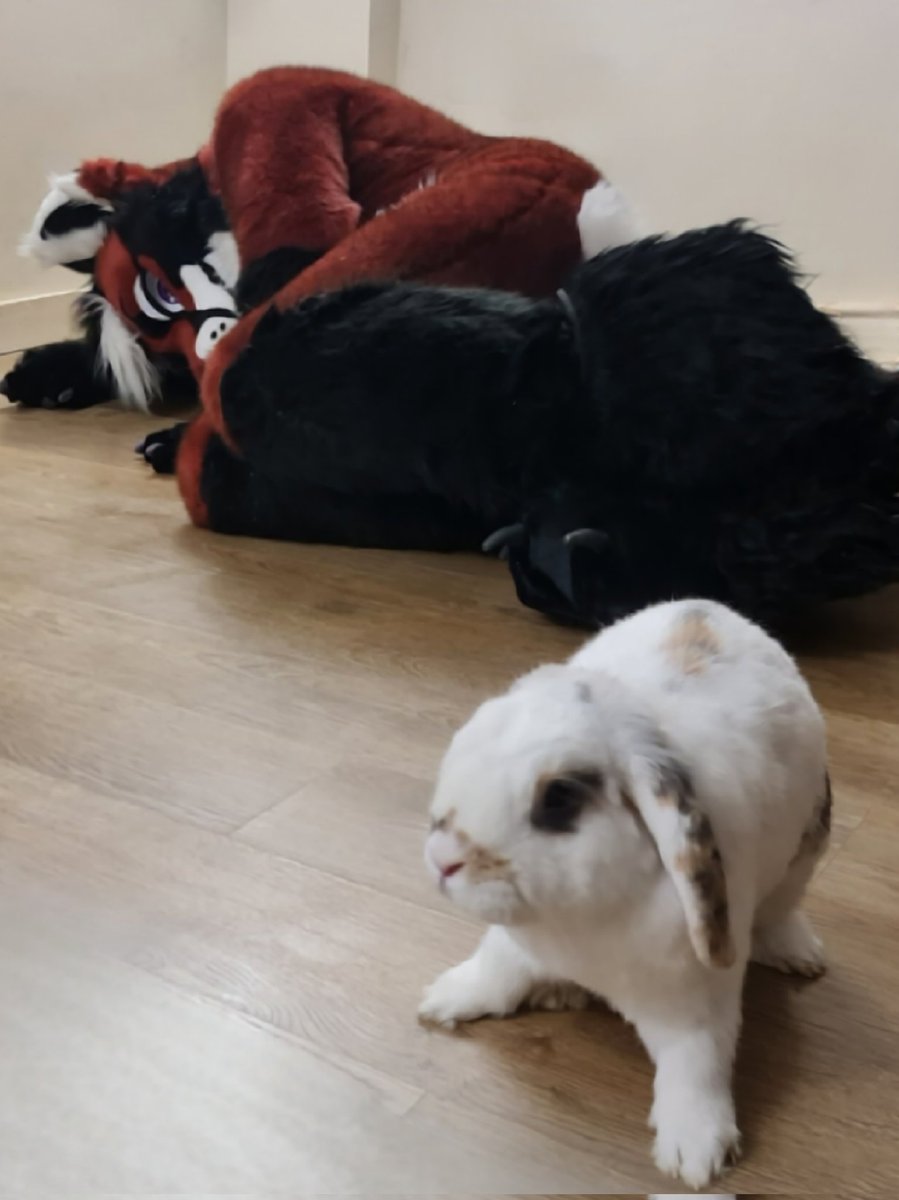 Javafoxyote's tweet photo. BREAKING NEWS 
Fox murdered by bunny for providing inadequate treats
#rabbit #furry #fursuit https://t.co/XCM8l6X9CD
