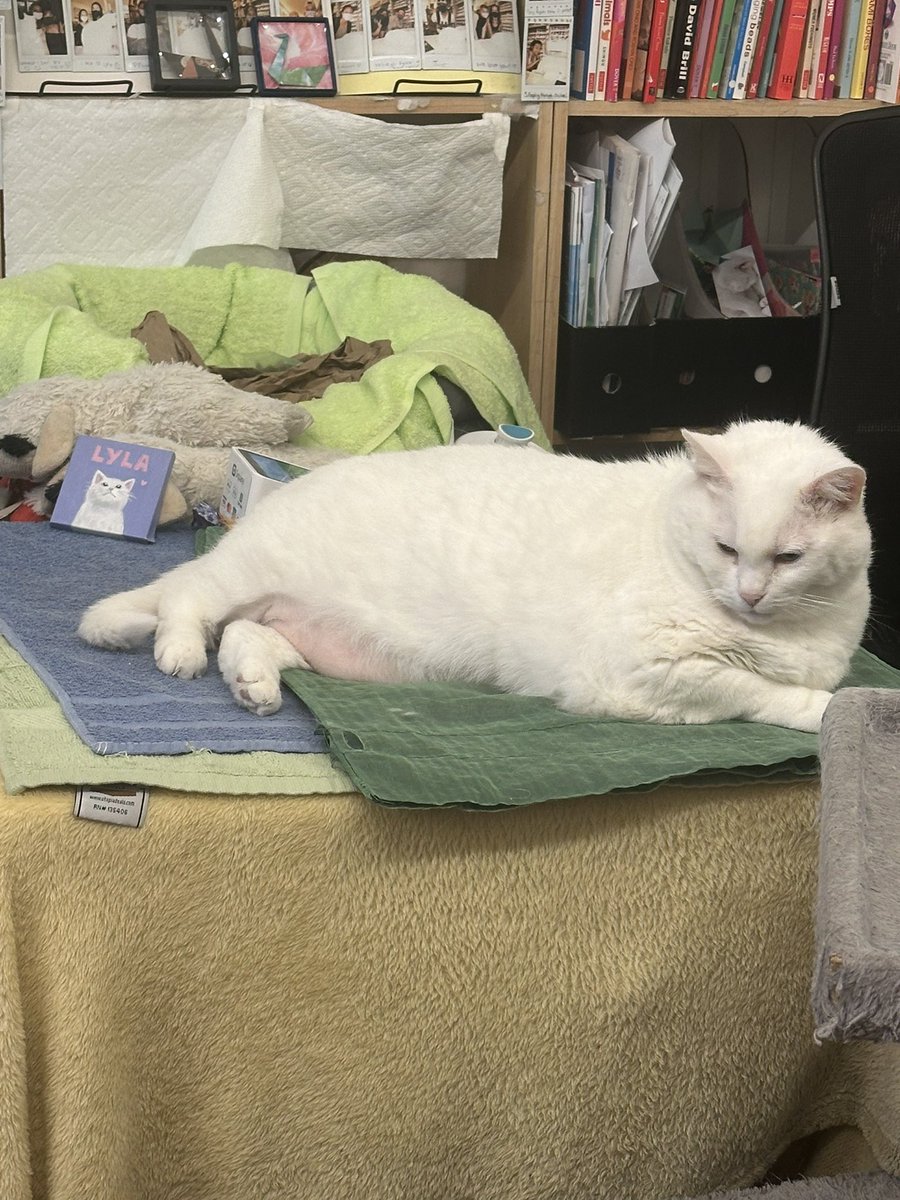Jane_highlight's tweet photo. @CatWorkers Lyla is super sweet! Support her and buy books from her owner in Berkeley 📚 https://t.co/u9TLfIkNO5
