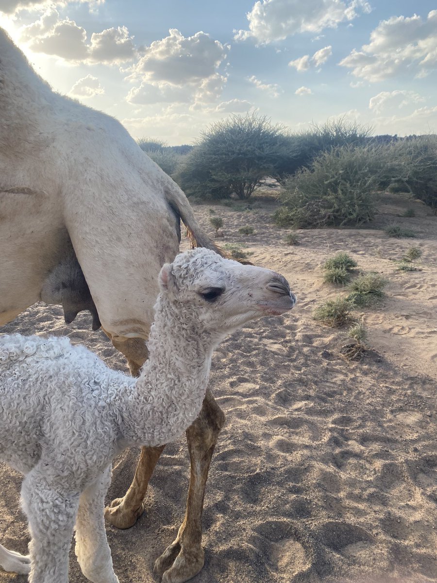 هذا والله الحض اللي مدري وش لونه الامرويش