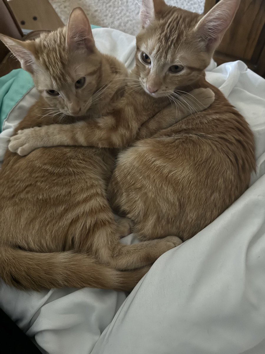 Dr Greg Olsen tweet media