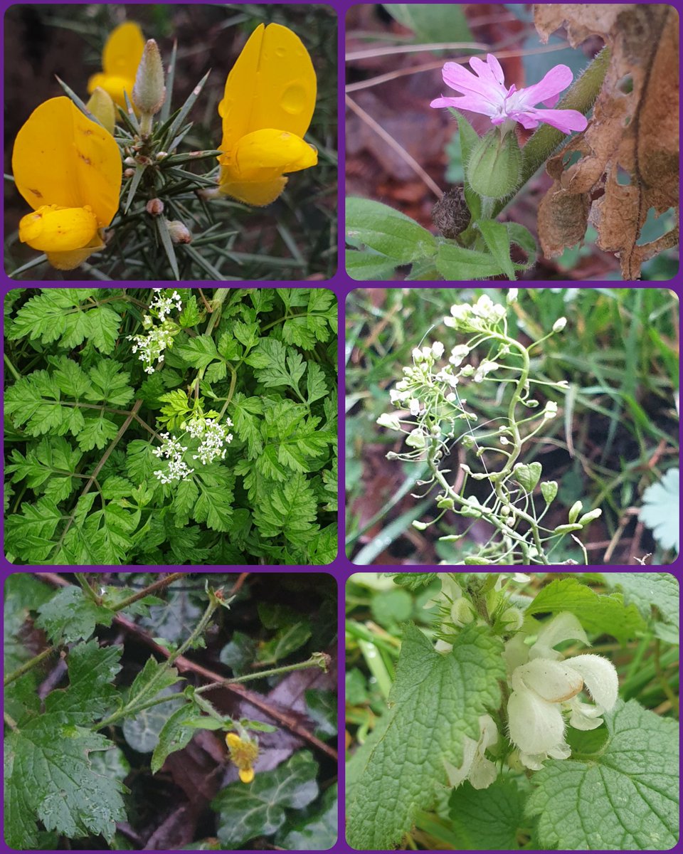 Great to get out and about for a #NewYearPlantHunt today in NW Leicestershire, which yielded 14 species, a few outside the top 10 such as Wood Avens, Red Campion &amp; Cow Parsley.