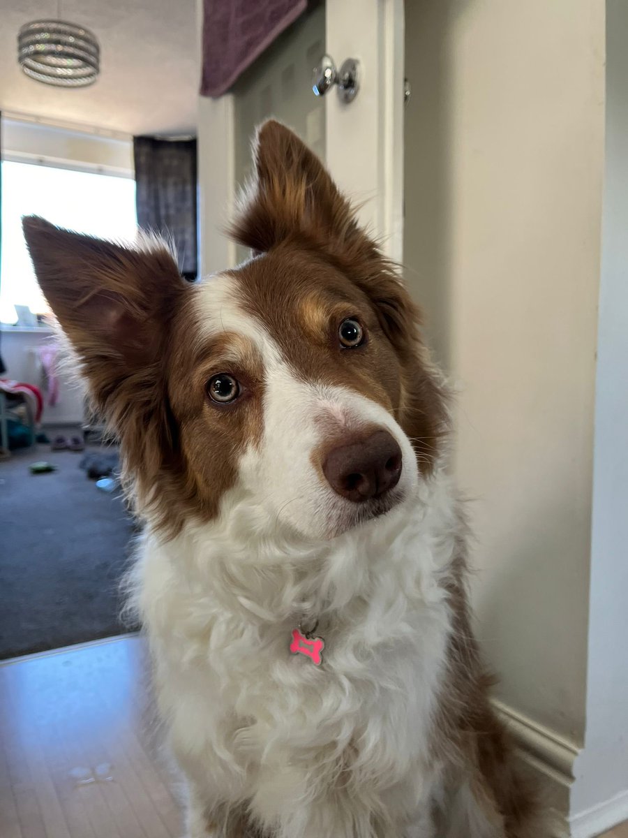 Blossom and mum tweet media