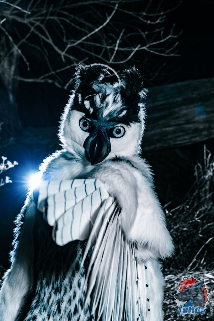 Whitewing Creations tweet media