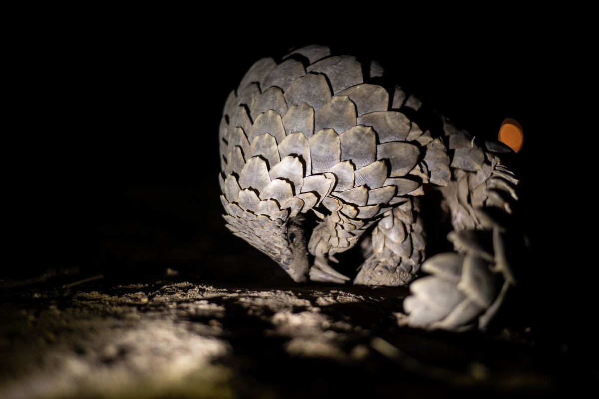 We reached our donation matching goal!!!
Thank you for believing in us! Our pangolin-loving supporters (you) enabled us to expand protection efforts, support monitoring, &amp; increase awareness in 2024. Here's to rolling into 2025 with the same energy, passion, &amp; determination⚡