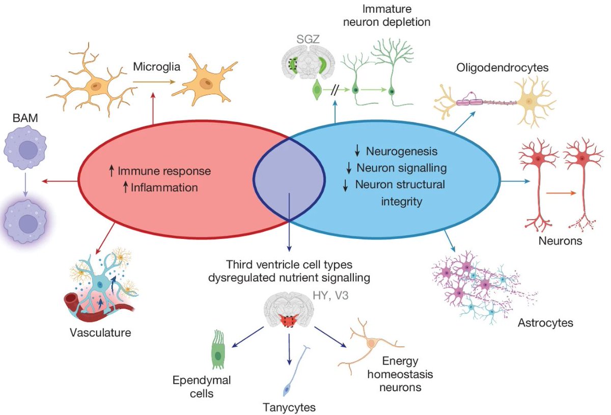 Waggoner Lab (@labwaggoner) on Twitter photo Brain-wide cell-type-specific transcriptomic signatures of healthy ageing in mice
nature.com/articles/s4158…
<a href="/HongkuiZeng/">Hongkui Zeng</a> <a href="/Nature/">nature</a> <a href="/BosiljkaTasic/">Bosiljka Tasic</a> Brain-wide cell-type-specific transcriptomic signatures of healthy ageing in mice
nature.com/articles/s4158…
<a href="/HongkuiZeng/">Hongkui Zeng</a> <a href="/Nature/">nature</a> <a href="/BosiljkaTasic/">Bosiljka Tasic</a>