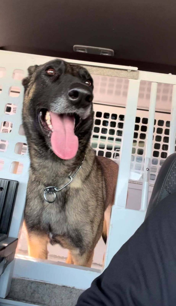 USBPChiefSDC's tweet photo. With heavy hearts we share the passing of Border Patrol K9 Pina. Pina loved working in the field and thrived on Otay Mountain.

San Diego Sector is deeply saddened by this loss and will greatly miss Pina’s presence. We will hold the line from here. Rest easy K9 Pina. 
Honor First https://t.co/w1eiJ00AMs