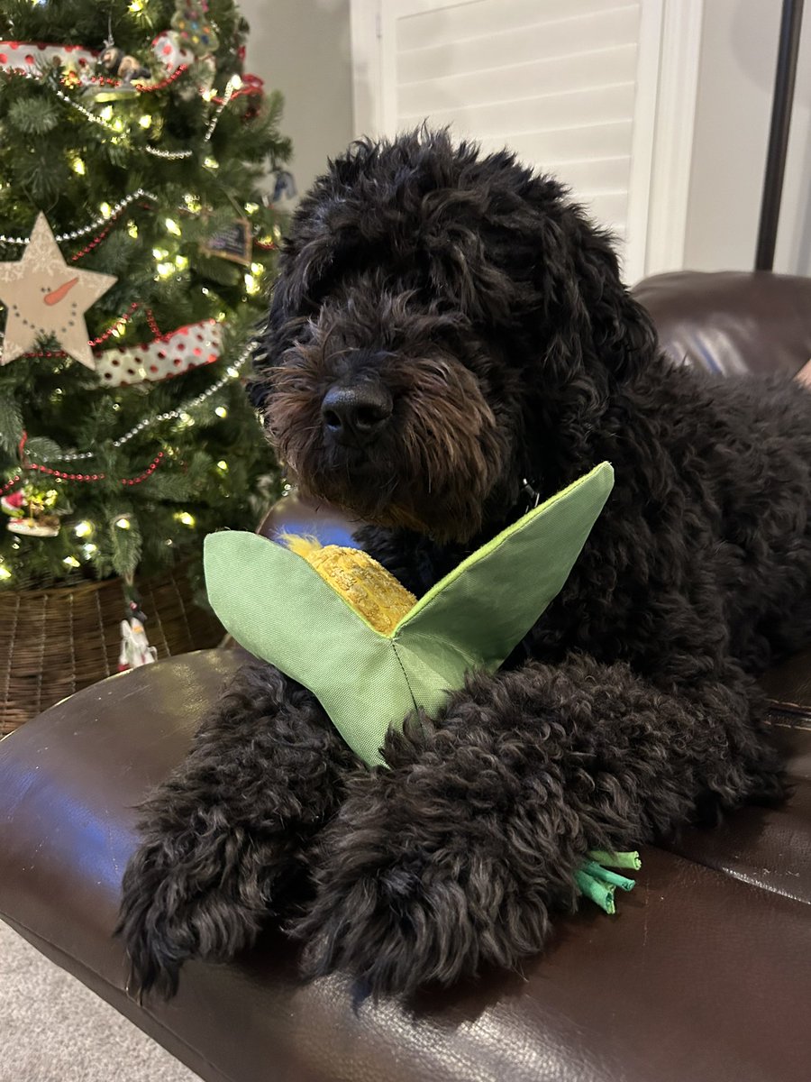 AprilAnn00's tweet image. #bestathomecontest