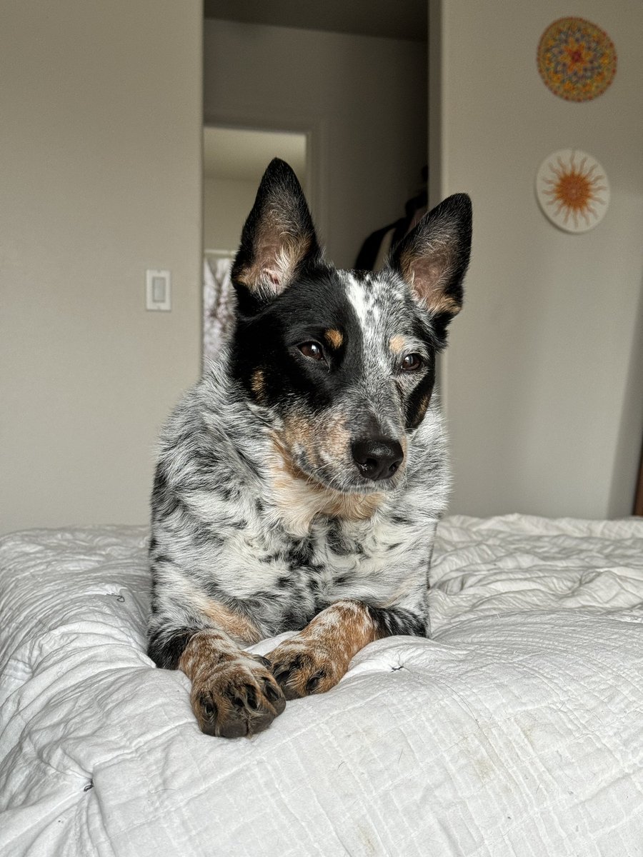 balebceck's tweet image. #bestathomecontest