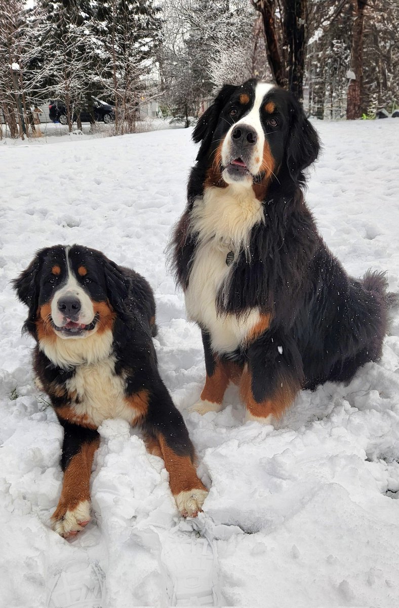 F1r3danc3r's tweet image. These two definitely win the @WKCDOGS #BestAtHomeContest every day, but especially in the winter! #BerneseMountainDog