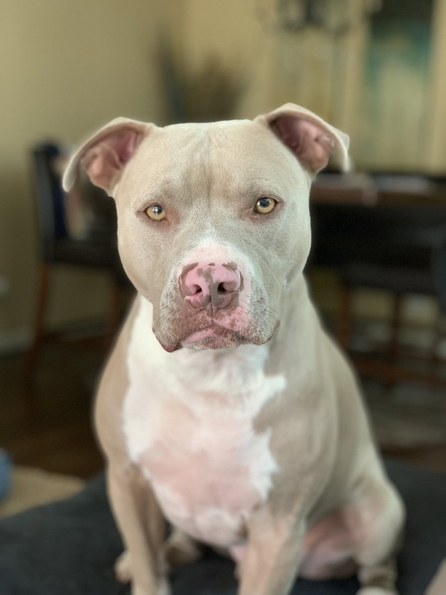 bflostyle502's tweet image. Reginald, CEO of Good Boi Inc #bestathomecontest