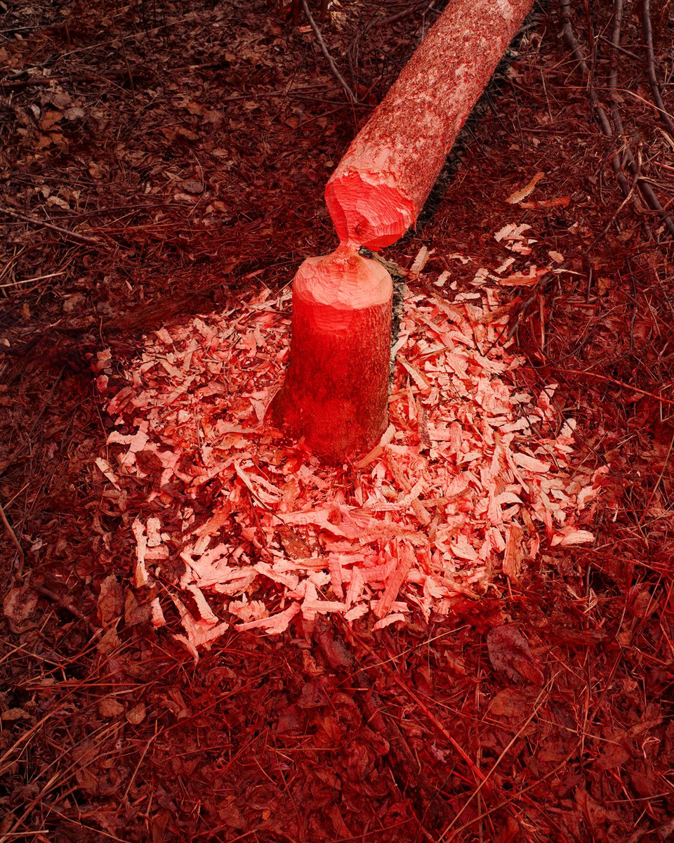 Benoit Paillé tweet media