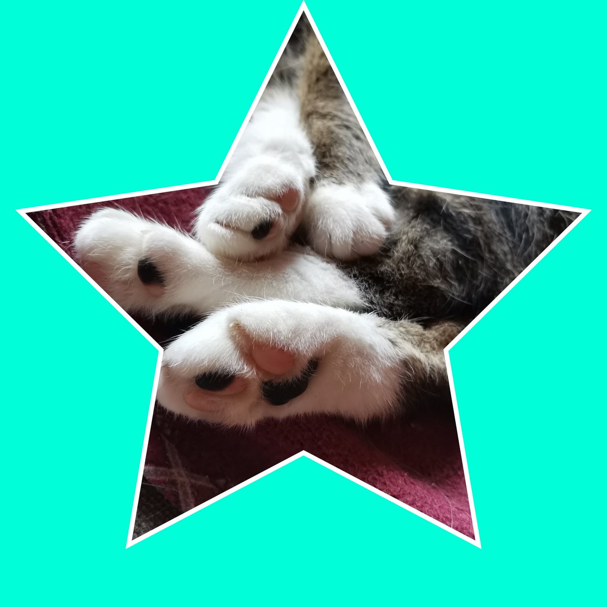 Reni_Lied's tweet photo. @yunakimaru Alles Gute! 2025 wird bestimmt besser 😽 https://t.co/vFJVfSr3ON