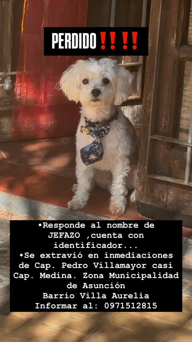 MarcoHuellasPy's tweet photo. Se busca !!! Ayuda con RP 🙏🐾 https://t.co/K0udf8SUit