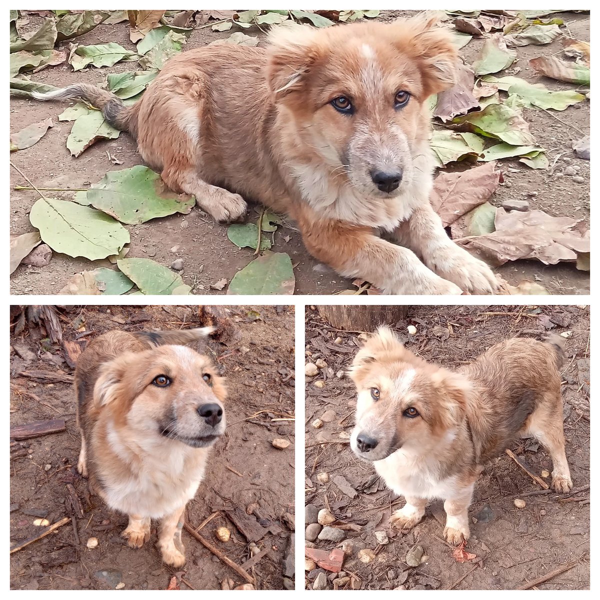 BetterRescue's tweet photo. Jojo - 7.5 months - small/medium - for adoption
https://t.co/UPmVDIpFsj https://t.co/wnbe6ICCWO
