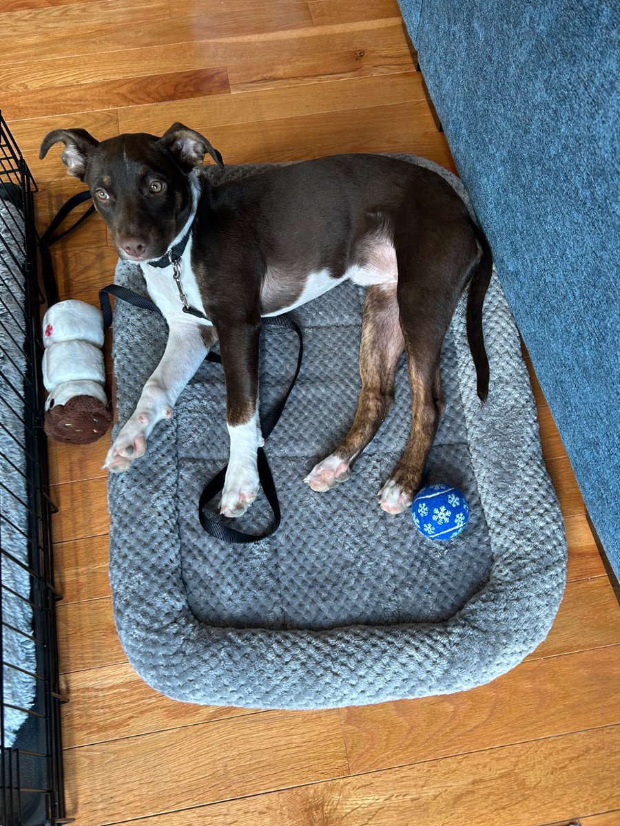 Black-eyed peas, collard greens, cornbread, pork and sauerkraut. North and South represented at the table. New addition looking on. 2025 off to a great start. Wishing you and yours all the best.