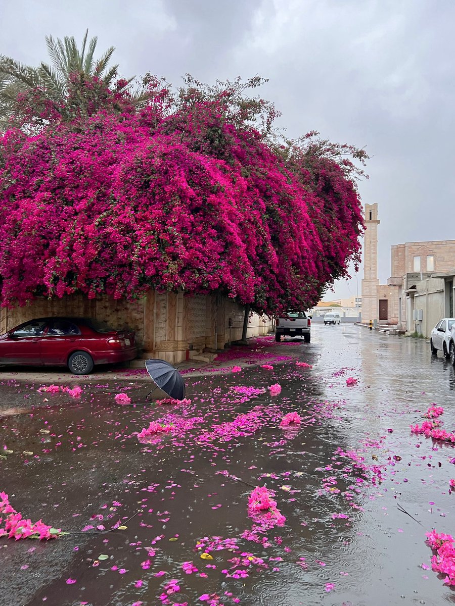 abdulkarim_900's tweet photo. يبقى الورد جميلاً حتى لو سقط على الأرض بل أنه قد يزداد جمالاً…. يقال:
الورد لا يفنى فناء حتى ولو
                          مات وألوى من غصنه المورقي https://t.co/gdVBZTb3Hc