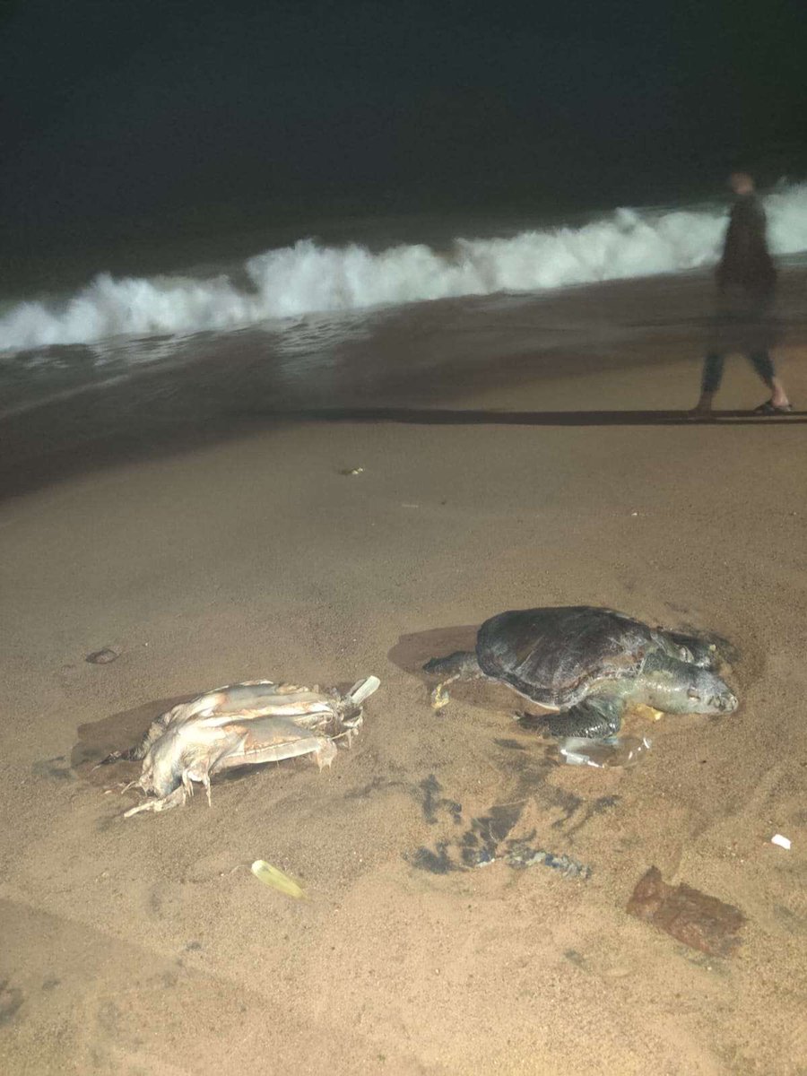 ThomsonBlaze's tweet photo. Sad and #angry to see #oliveridley #turtles turning up dead at #bheemilibeach 

What's causing this? Pollution? Neglect? Please take action to protect these beautiful creatures. Wake up, #authorities ! 🌊🐢

Don’t just 'look into it.' Take real action NOW and stop this #Tragedy https://t.co/bajxc4Slqr