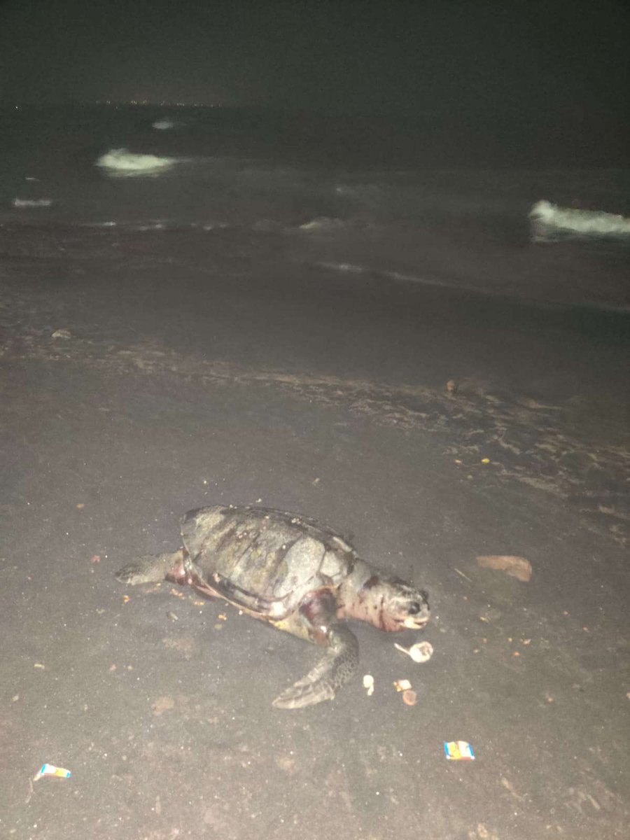 ThomsonBlaze's tweet photo. Sad and #angry to see #oliveridley #turtles turning up dead at #bheemilibeach 

What's causing this? Pollution? Neglect? Please take action to protect these beautiful creatures. Wake up, #authorities ! 🌊🐢

Don’t just 'look into it.' Take real action NOW and stop this #Tragedy https://t.co/bajxc4Slqr