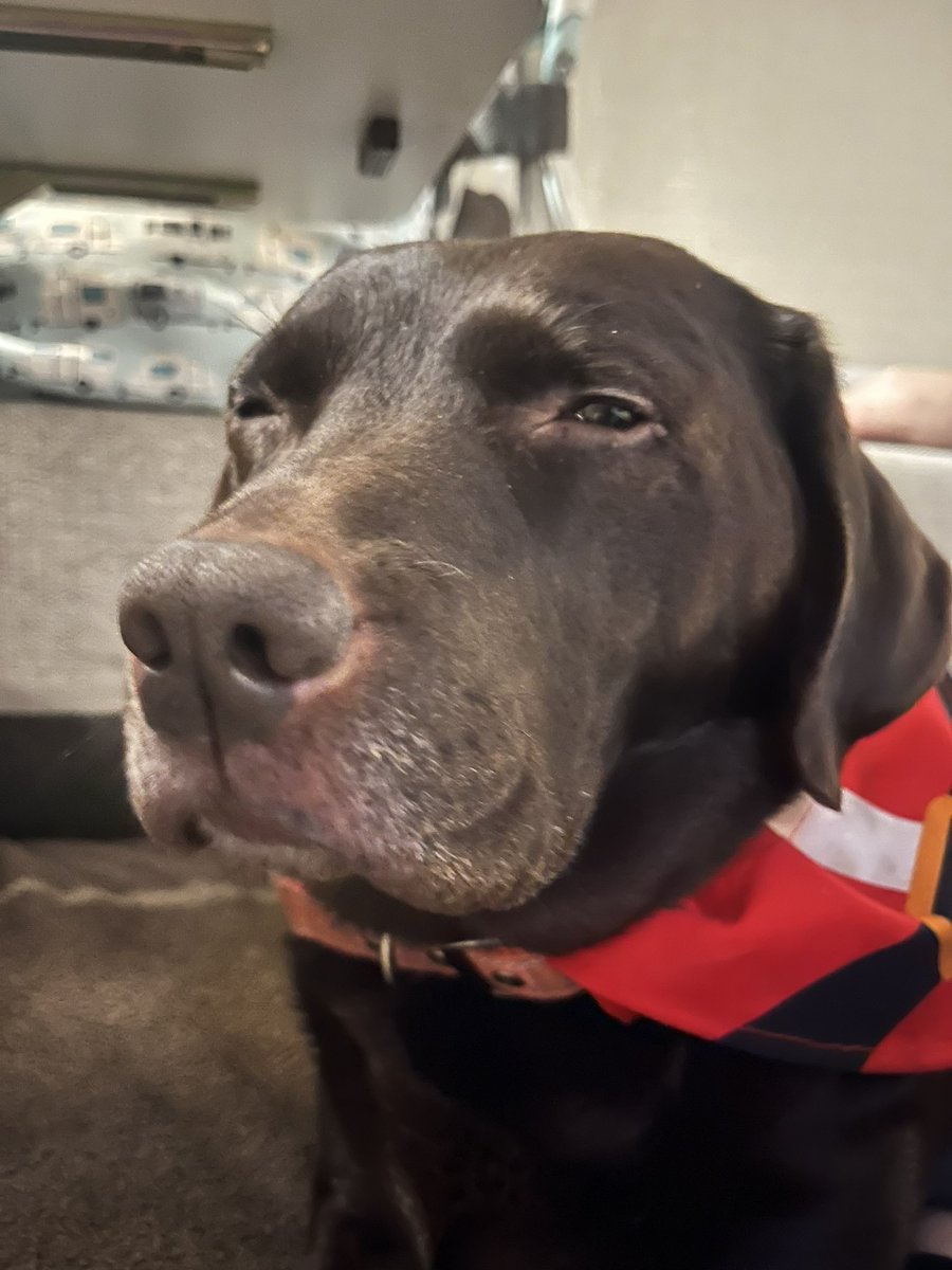  Cardelium  tweet media