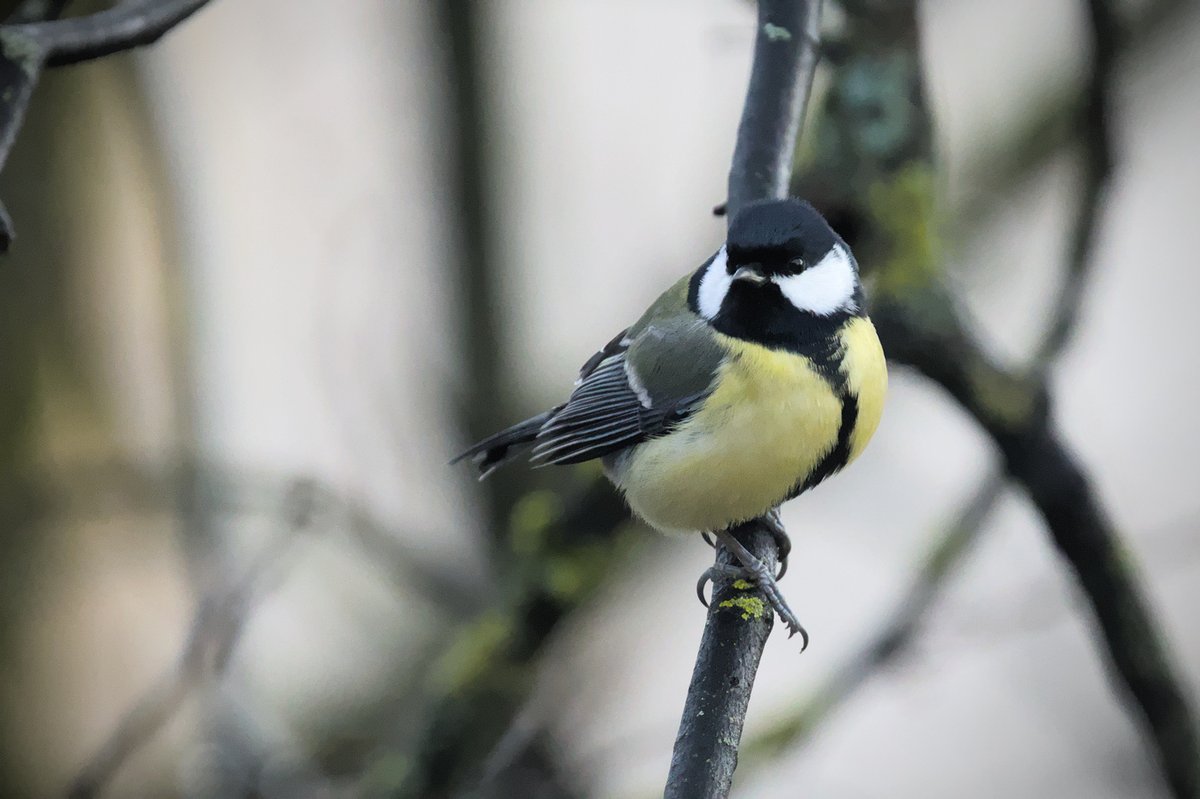 ImantsKruze's tweet image. Viena no visplašāk pazīstamajām putnu sugām ir lielā zīlīte #Parusmajor Šo nobildēju no sava loga aizvakar. Kā jau ziemā, gaismas maz un ISO bildei ir 16000! Taču mūsdienu aparāti ir tik spējīgi! &quot;Trokšņu&quot; samazināšanā mākslīgais intelekts nav iesaistīts. #Darktable