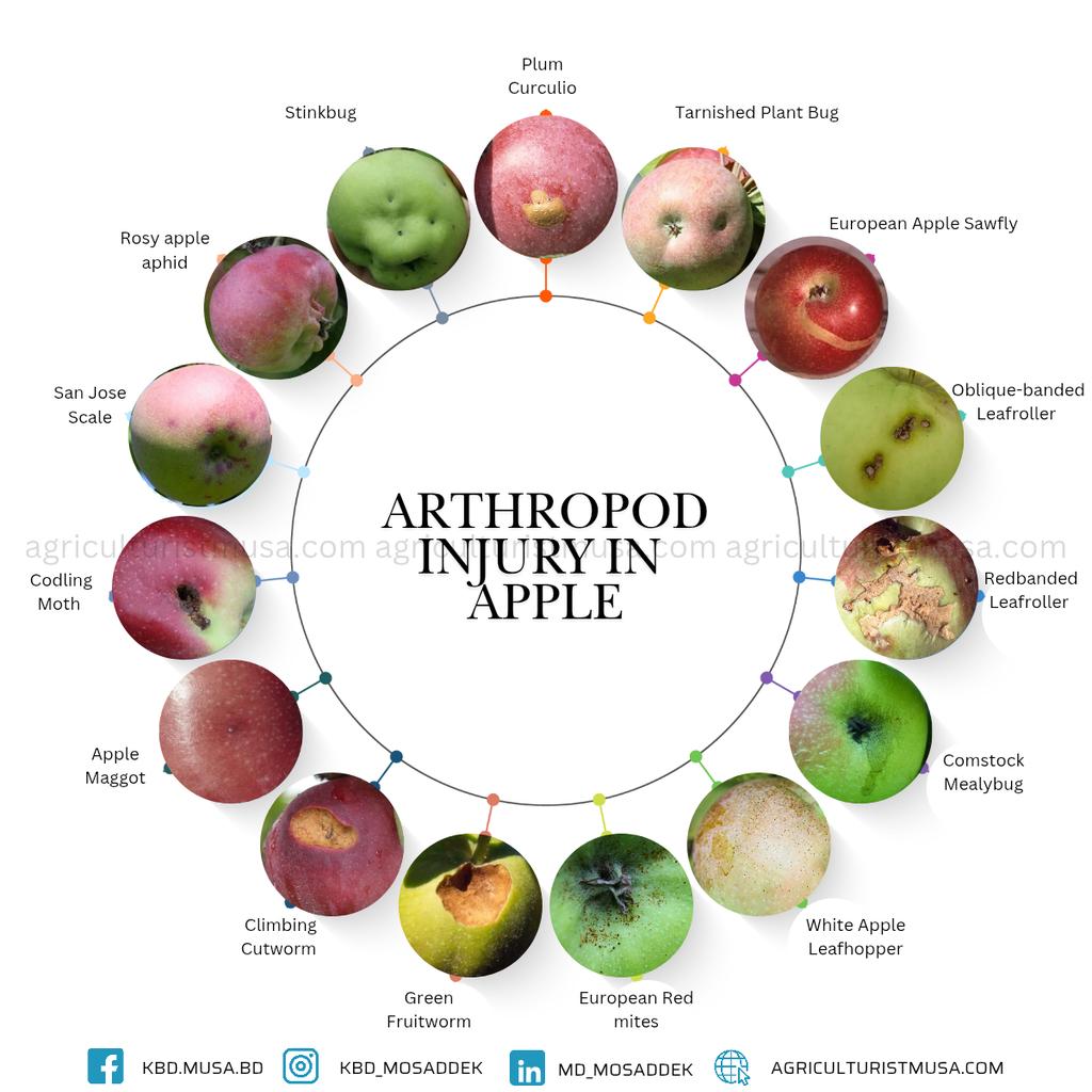 Arthropod injury in apples refers to damage caused by various types of arthropods (insects, mites, or spiders) that affect apple trees and their fruit. These pests can significantly impact both the yield and quality of apples.

#arthropod #fruits #fruitinjury #agriculture #apple