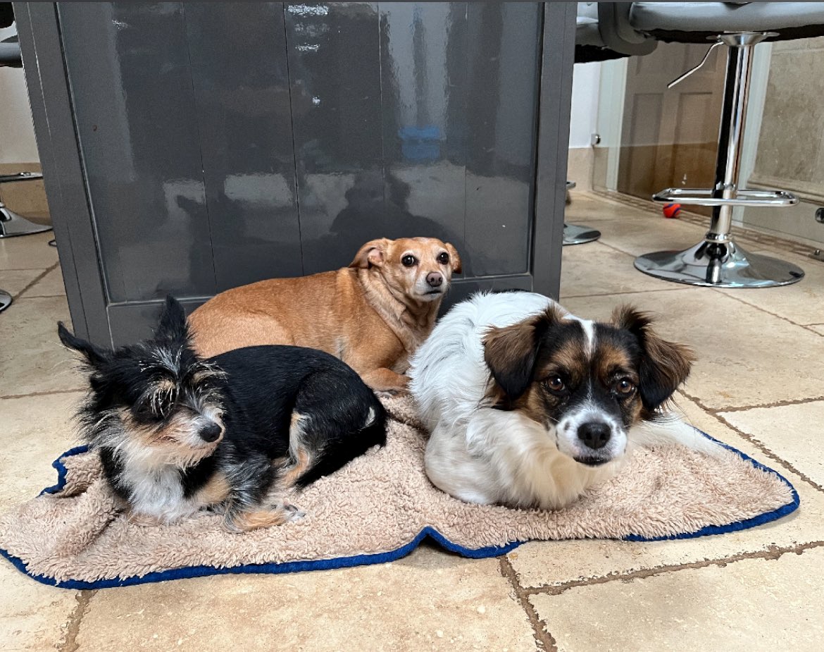 JeanManners's tweet photo. @NiallHarbison My two Spanish rescues who I lost this year in March and October after having them 10 years 💔 now left my 3 little Spanish amigos . They all have horrible stories but we give them so much love , that I like to believe they forget the bad things . Keep doing the great work you do https://t.co/yBeGHglBcB