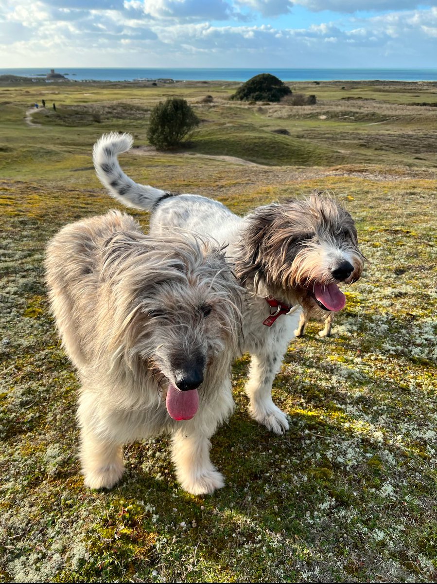 JeanManners's tweet photo. @NiallHarbison My two Spanish rescues who I lost this year in March and October after having them 10 years 💔 now left my 3 little Spanish amigos . They all have horrible stories but we give them so much love , that I like to believe they forget the bad things . Keep doing the great work you do https://t.co/yBeGHglBcB