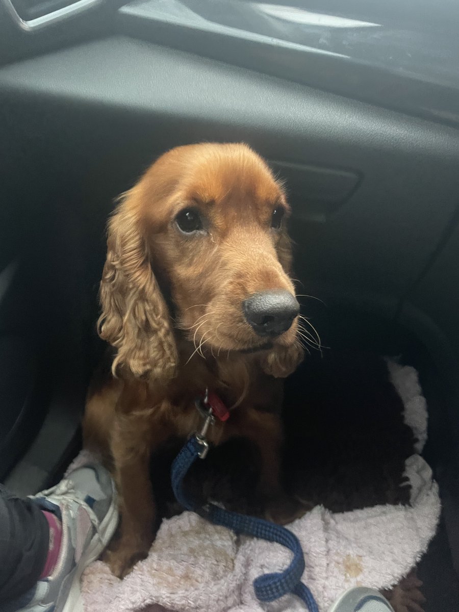 Dr Holly Vickery tweet media