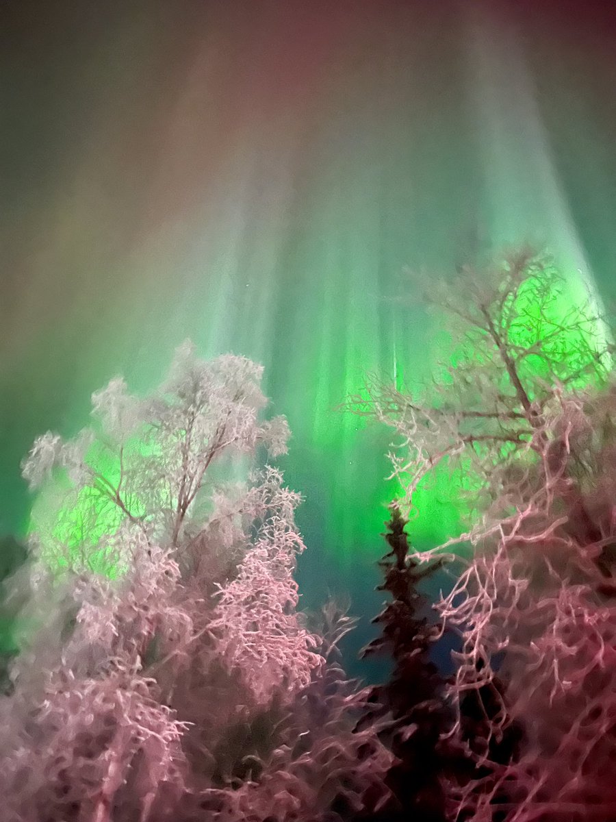 NeenaMosley's tweet photo. Happy New Year!!! I was blessed to capture the beauty of the Northern Lights from Alaska right after midnight. #NorthernLights #HappyNewYear2025
#aurora https://t.co/LU5hYSlc0f