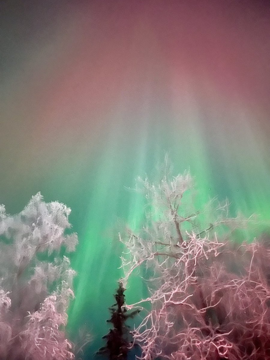 NeenaMosley's tweet photo. Happy New Year!!! I was blessed to capture the beauty of the Northern Lights from Alaska right after midnight. #NorthernLights #HappyNewYear2025
#aurora https://t.co/LU5hYSlc0f