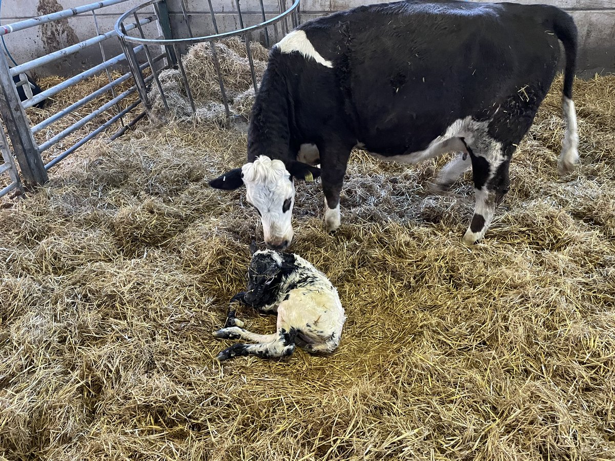 Jan Walton (Deva Durocs) tweet media