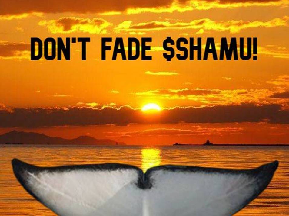 cryptolovy's tweet photo. @tastytorres @0xSweep @CryptoTalkMan Dont fade $SHAMU https://t.co/e6qCYrDcKe