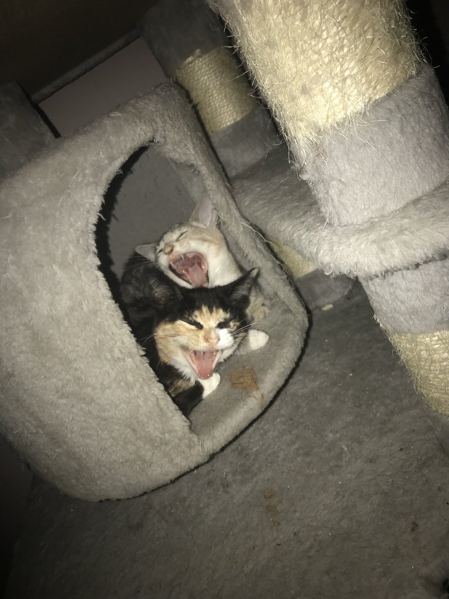 Sometimes you get the perfect shot,     Flashback to 2021 when they were baby’s.   These two became ambassadors here at harlot house and take an active role with each new litter of kittens