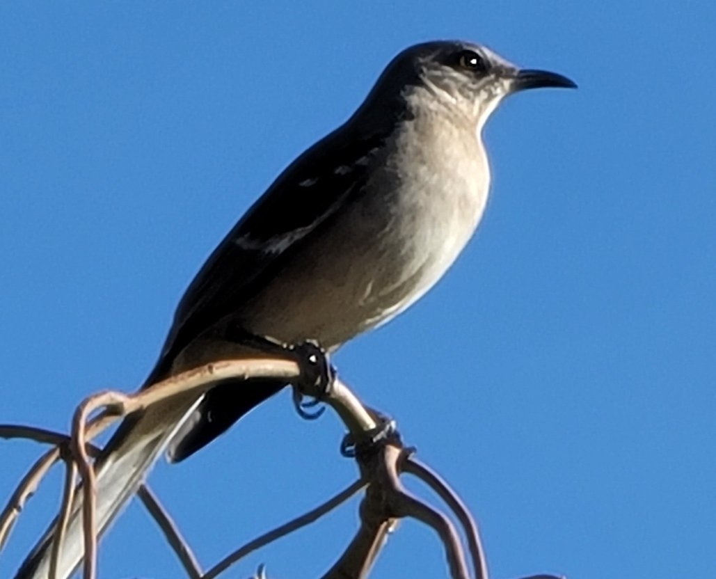 saunieindiego's tweet photo. My #FirstBird of 2025 is the Northern Mockingbird (Mimus polyglottos) https://t.co/HZmLdBjxV6