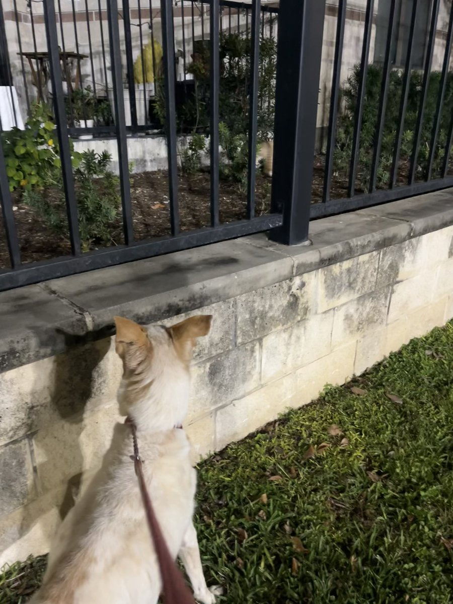 HayMeyMey's tweet photo. fireworks: 🥱
a cat casually walking by: 😈 https://t.co/N73YC6i4fO