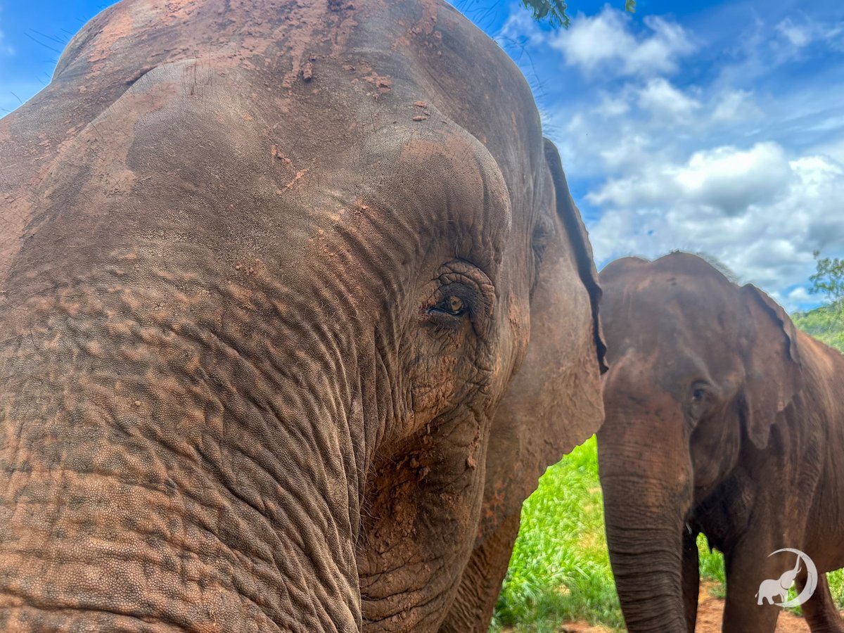 GlobalElephants's tweet photo. Happy New Year! We are looking forward to another year full of happiness and healing in 2025. 💚 https://t.co/B31vPfnF1B