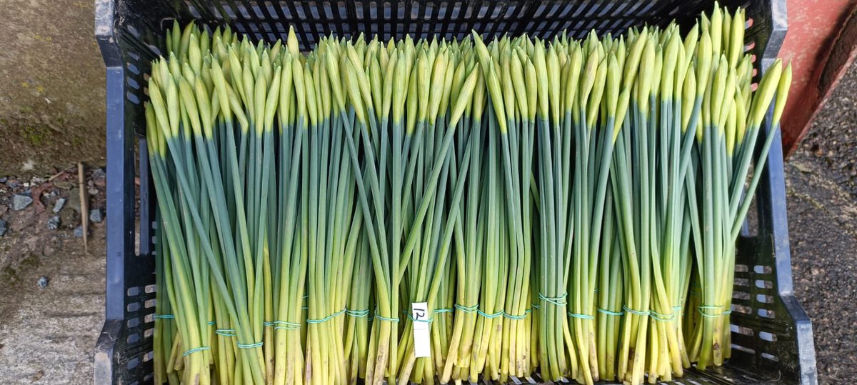 Happy Newyear.  Cornish Outdoor Daffodil season is Go!