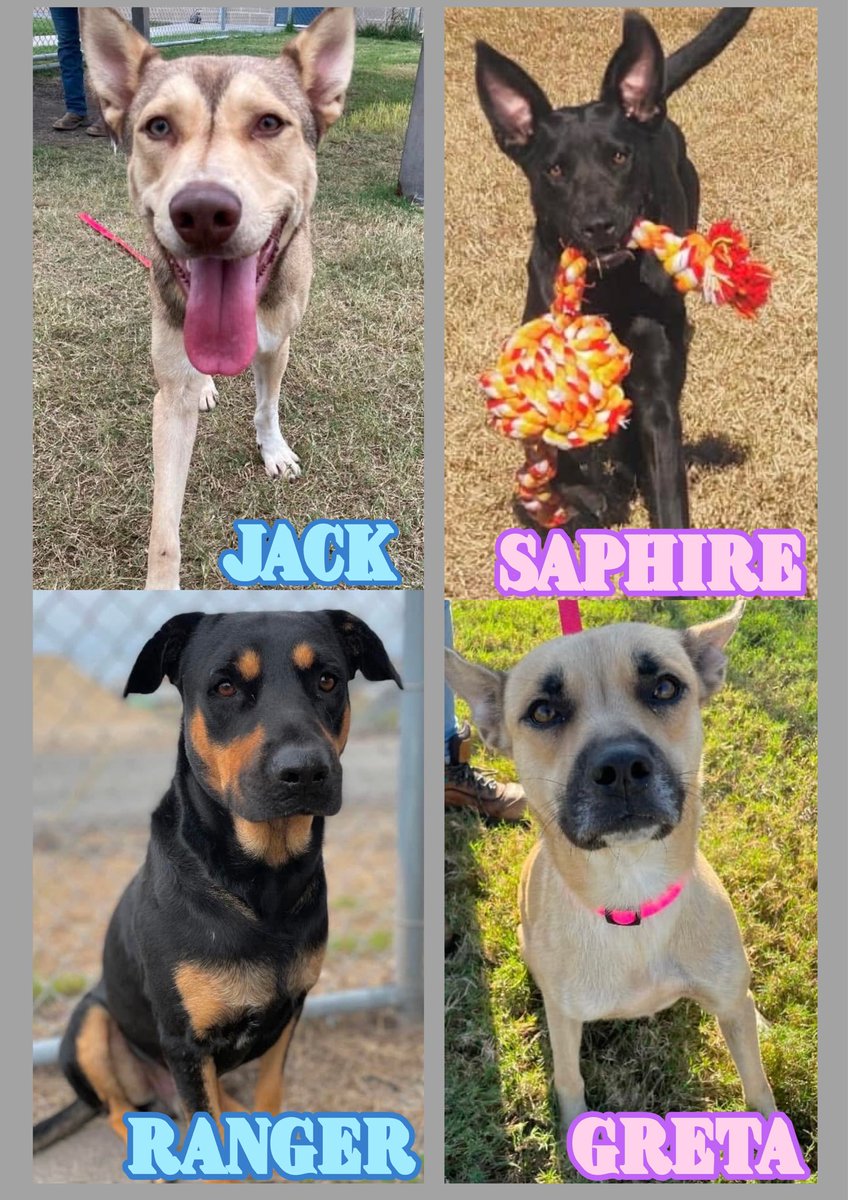 RoCoGB's tweet photo. 🆘Its 2025 & 4 unlucky dogs are on CorpusChristi ACS KILL LIST🔥1/6🔥
Plz BE their lifeline ADOPT❤️‍🔥
HELP Pledge4Rescue 
🛟GRETA 2yo Black Mouth Cur #A375132
She’s ok with Ppl but afraid of o/dogs
🛟JACK 2yo Husky/Lab #A374873
He’s just all round perfect guy
🛟RANGER 2yo Rottweiler #A375705
He’s just a scared beautiful baby
🛟SAPHIRE 2yo Labrador #A375032
She’s a perfect princess