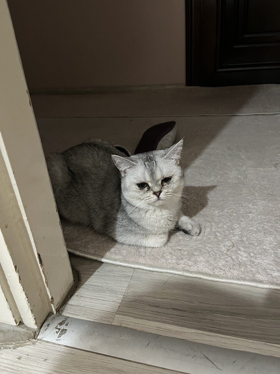 eltorevd's tweet photo. umarım uyuduğun yer soğuk değildir sen soğuktan ve sesten çok korkarsın annecim seni hep seviyor olacağım o minik bedenin dayanamadı bu kadarına huzurla uyu 🤍 https://t.co/wNSRrnMVUw